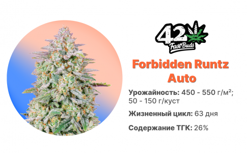 Forbidden Runtz Auto