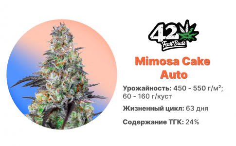 Mimosa Cake Auto Mimosa Cake Auto
