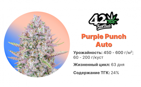 Purple Punch Auto Purple Punch Auto