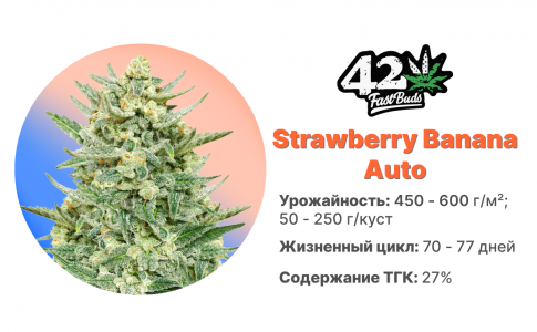 Strawberry Banana Auto Strawberry Banana Auto