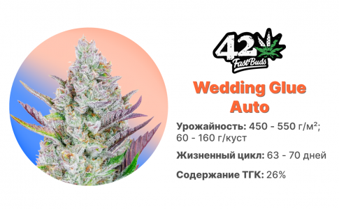 Wedding Glue Auto Wedding Glue Auto