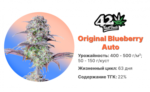 Original Blueberry Auto