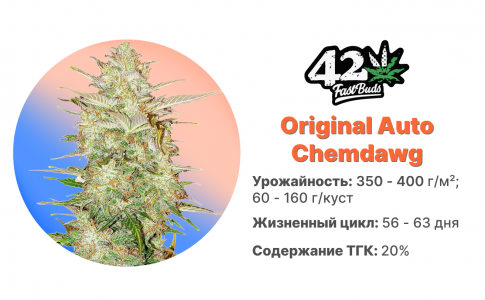 Original Chemdawg Auto Original Chemdawg Auto
