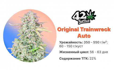 Original Trainwreck Auto Original Trainwreck Auto