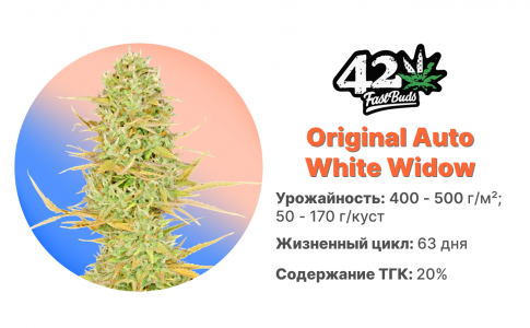 Original Auto White Widow Original Auto White Widow