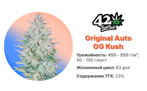 Original Auto OG Kush Original Auto OG Kush