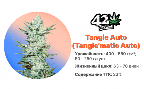 Tangie'matic Auto Tangie'matic Auto