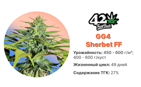 GG4 Sherbet FF