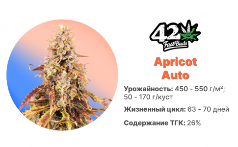 apricot auto.jpg
