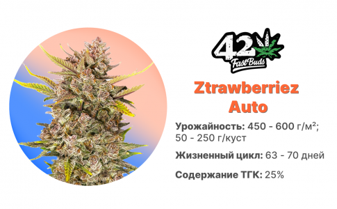 Ztrawberriez Auto Ztrawberriez Auto