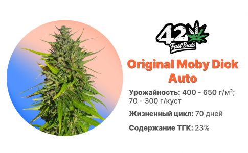 Original Moby Dick Auto