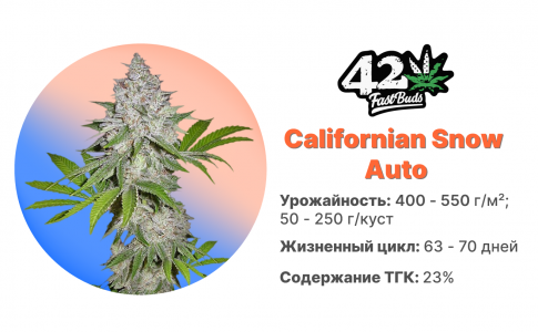 Californian Snow Auto