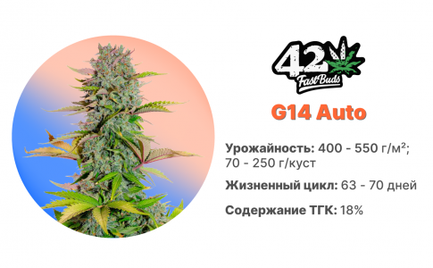 G14 Auto