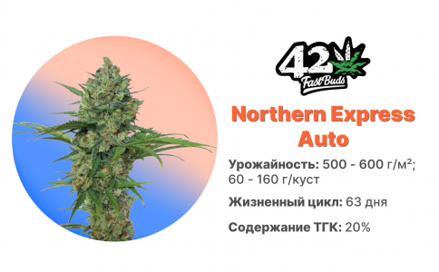 Northern Express Auto Northern Express Auto
