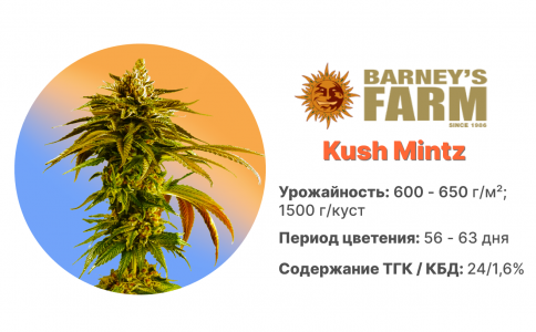 Kush Mintz Kush Mintz