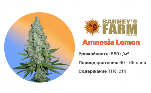 Amnesia Lemon Amnesia Lemon