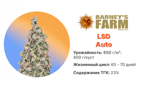 LSD Auto LSD Auto