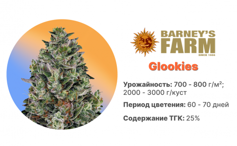 Glookies Glookies