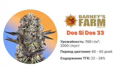 Dos Si Dos 33 