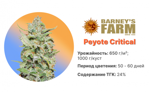 Peyote Critical Peyote Critical
