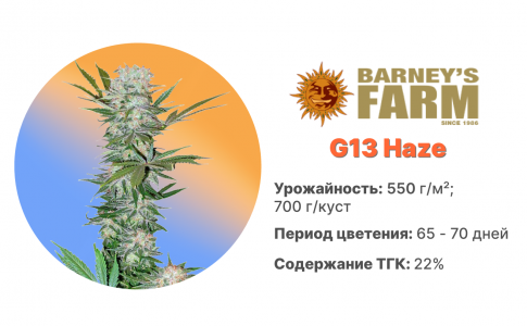 G13 Haze G13 Haze