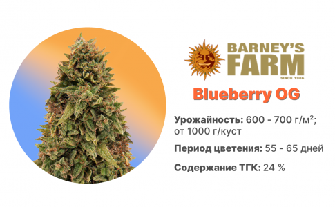 Blueberry OG Blueberry OG