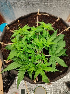 Джонни.jpeg