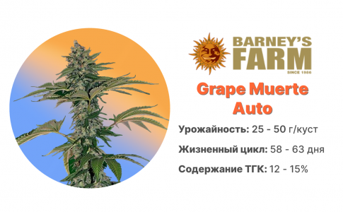 Grape Muerte Auto Grape Muerte Auto