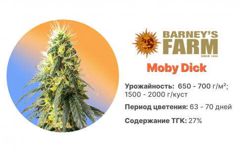 Moby Dick Moby Dick