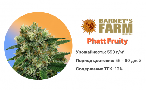 Phatt Fruity