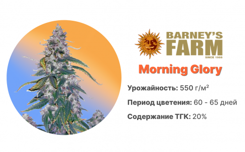 Morning Glory Morning Glory