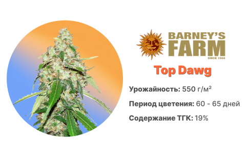 Top Dawg Top Dawg