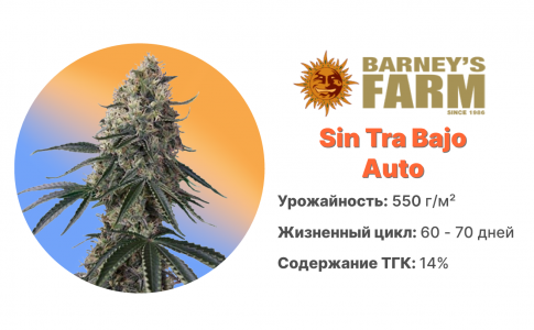Sin Tra Bajo Auto Sin Tra Bajo Auto