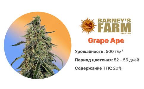 Grape Ape Grape Ape