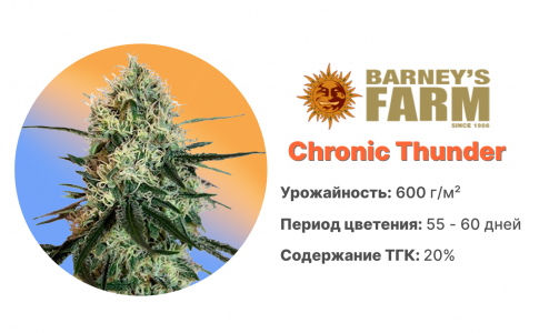 Chronic Thunder Chronic Thunder