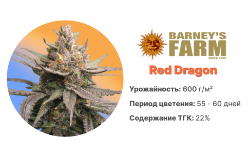 Red Dragon Red Dragon