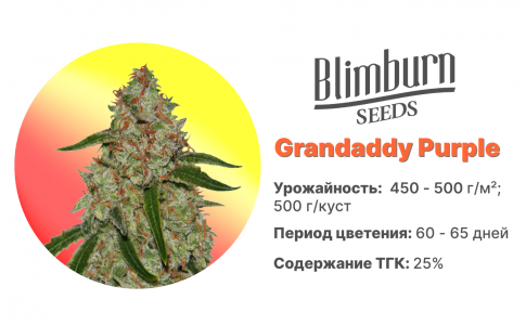 __Grandaddy Purple.png