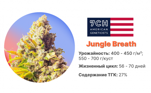 Jungle Breath Jungle Breath