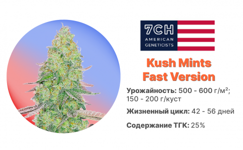 Kush Mints Fast Version
