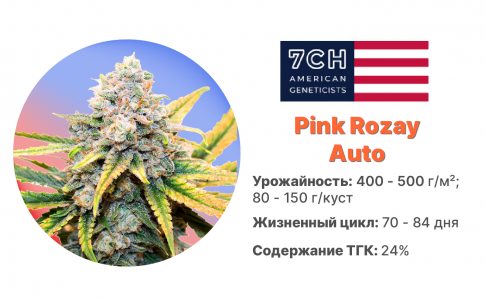 Pink Rozay Auto Pink Rozay Auto