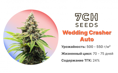 Wedding Crasher Auto
