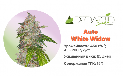 Auto White Widow Auto White Widow