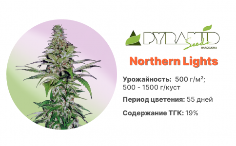 Northern Lights