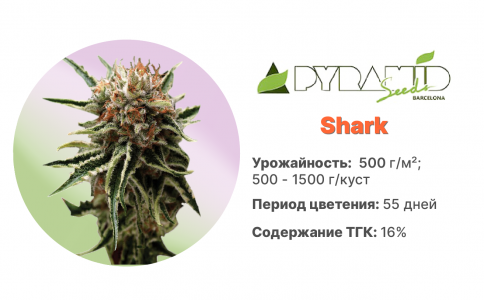 Shark Shark