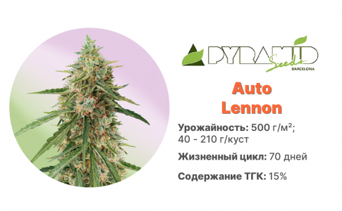 Auto Lennon Auto Lennon
