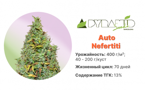 Auto Nefertiti Auto Nefertiti