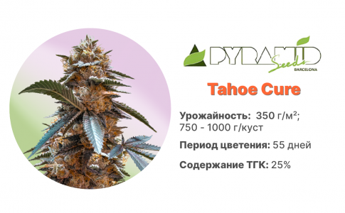 Tahoe Cure Tahoe Cure