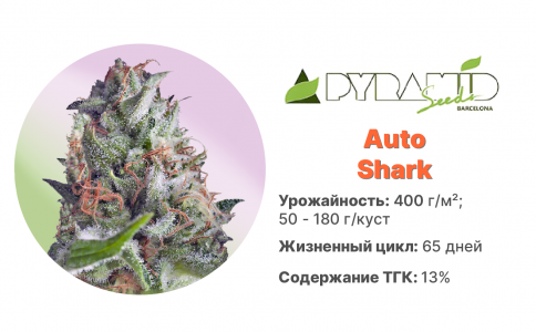 Auto Shark Auto Shark