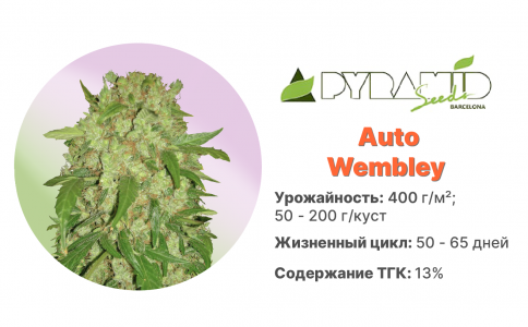 Auto Wembley Auto Wembley