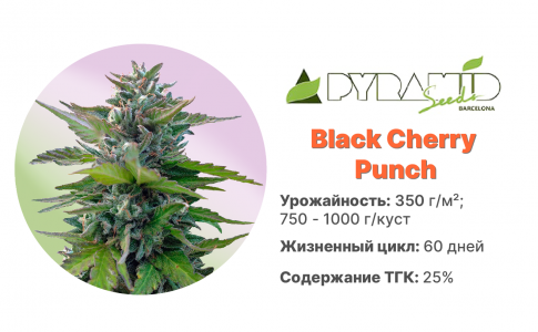 Black Cherry Punch